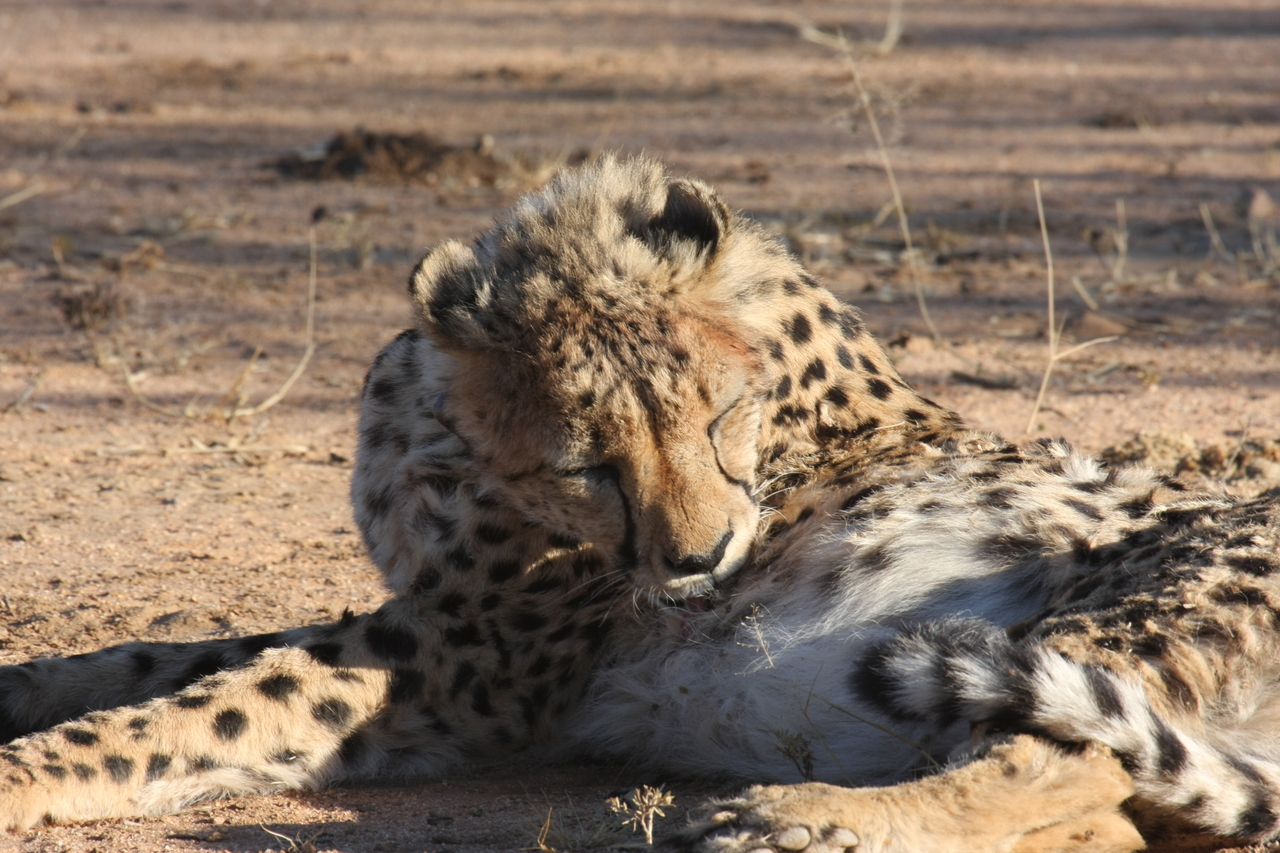 [1011] 2016_06_22_02_50_53_Africa_Canon_EOS_40D_IMG__00173.jpg