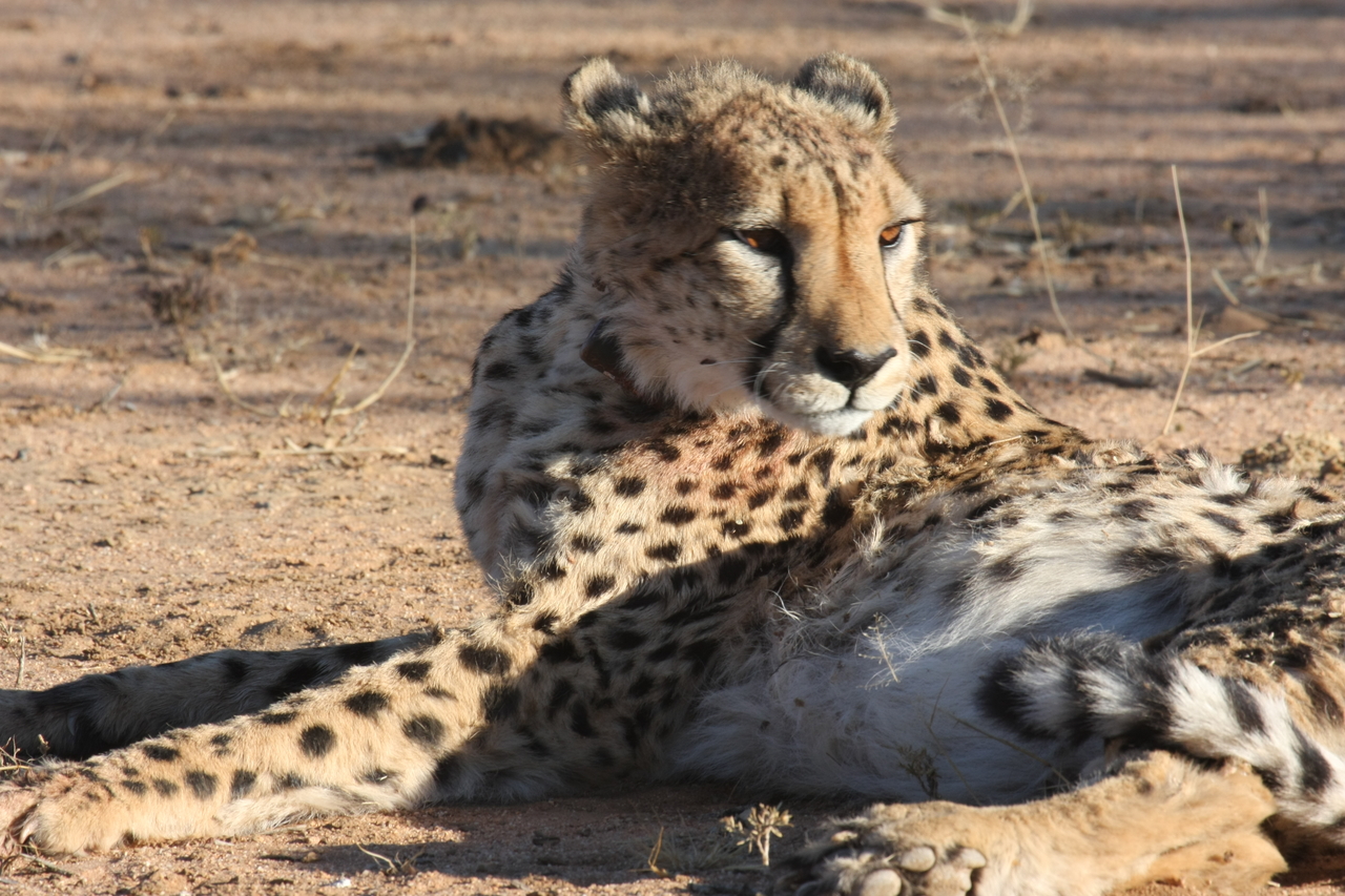 [1015] 2016_06_22_02_50_59_Africa_Canon_EOS_40D_IMG__00174.jpg