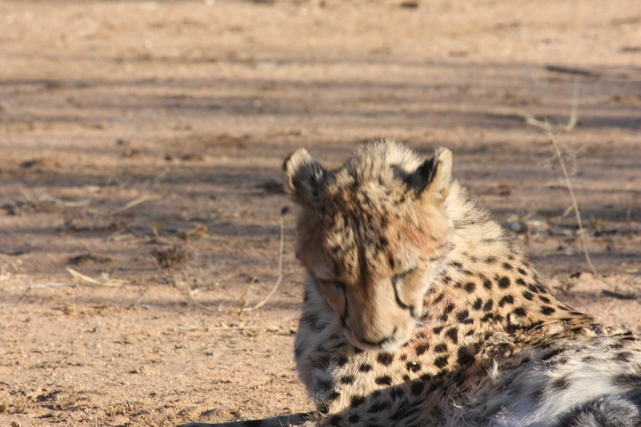 [1024] 2016_06_22_02_51_03_Africa_Canon_EOS_40D_IMG__00160.jpg