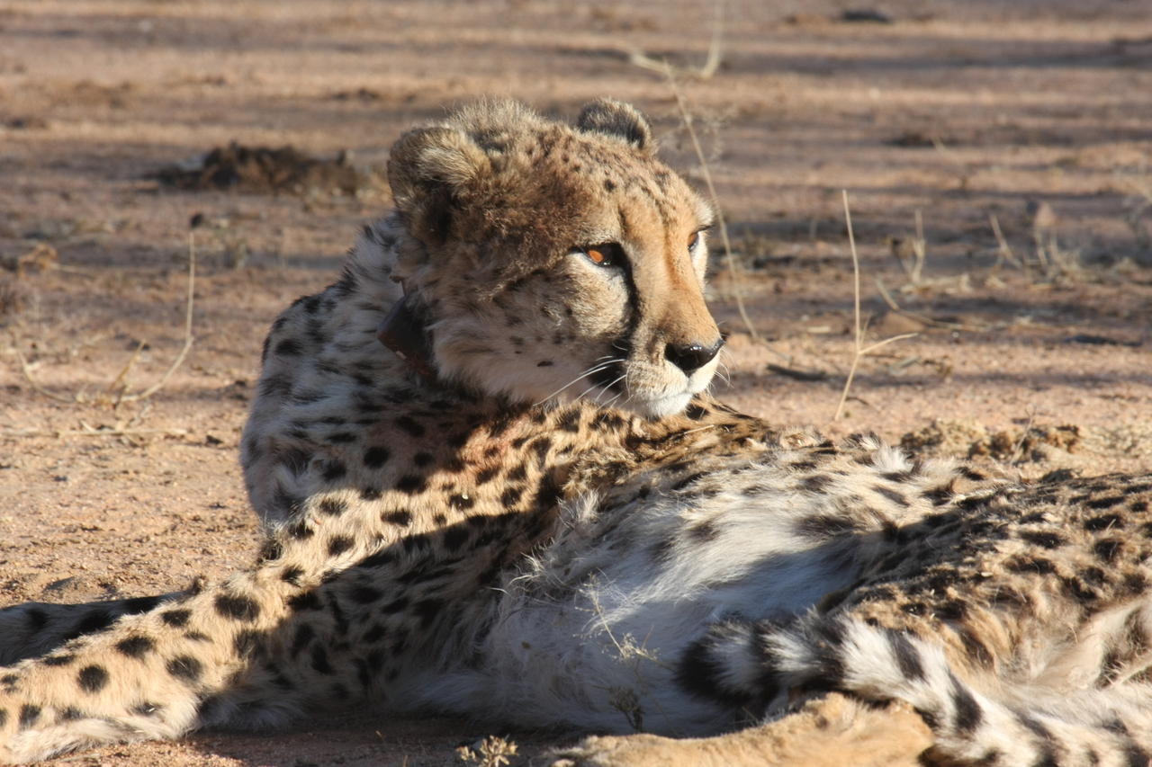 [1034] 2016_06_22_02_51_39_Africa_Canon_EOS_40D_IMG__00162.jpg