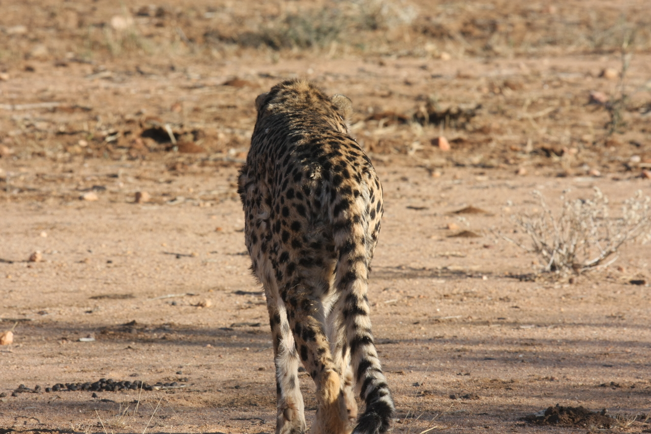 [1048] 2016_06_22_02_51_52_Africa_Canon_EOS_40D_IMG__00185.jpg