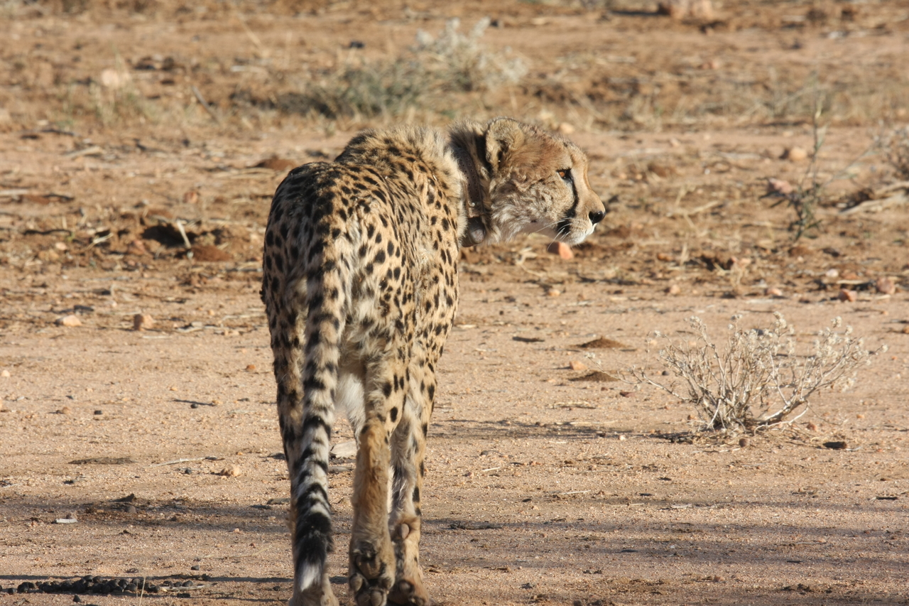 [1058] 2016_06_22_02_51_54_Africa_Canon_EOS_40D_IMG__00189.jpg