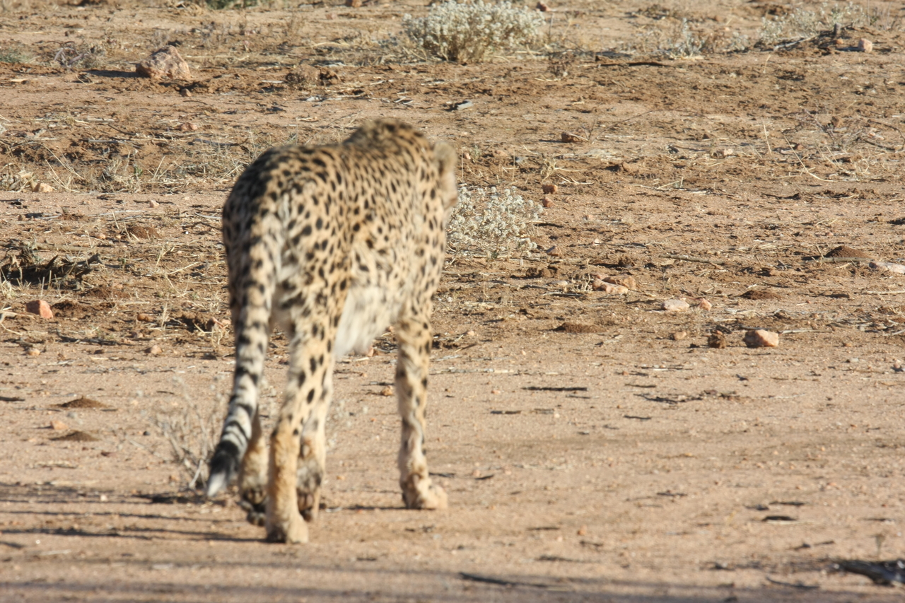 [1064] 2016_06_22_02_51_59_Africa_Canon_EOS_40D_IMG__00172.jpg