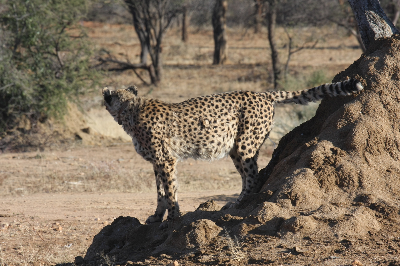 [1088] 2016_06_22_02_54_14_Africa_Canon_EOS_40D_IMG__07642.jpg