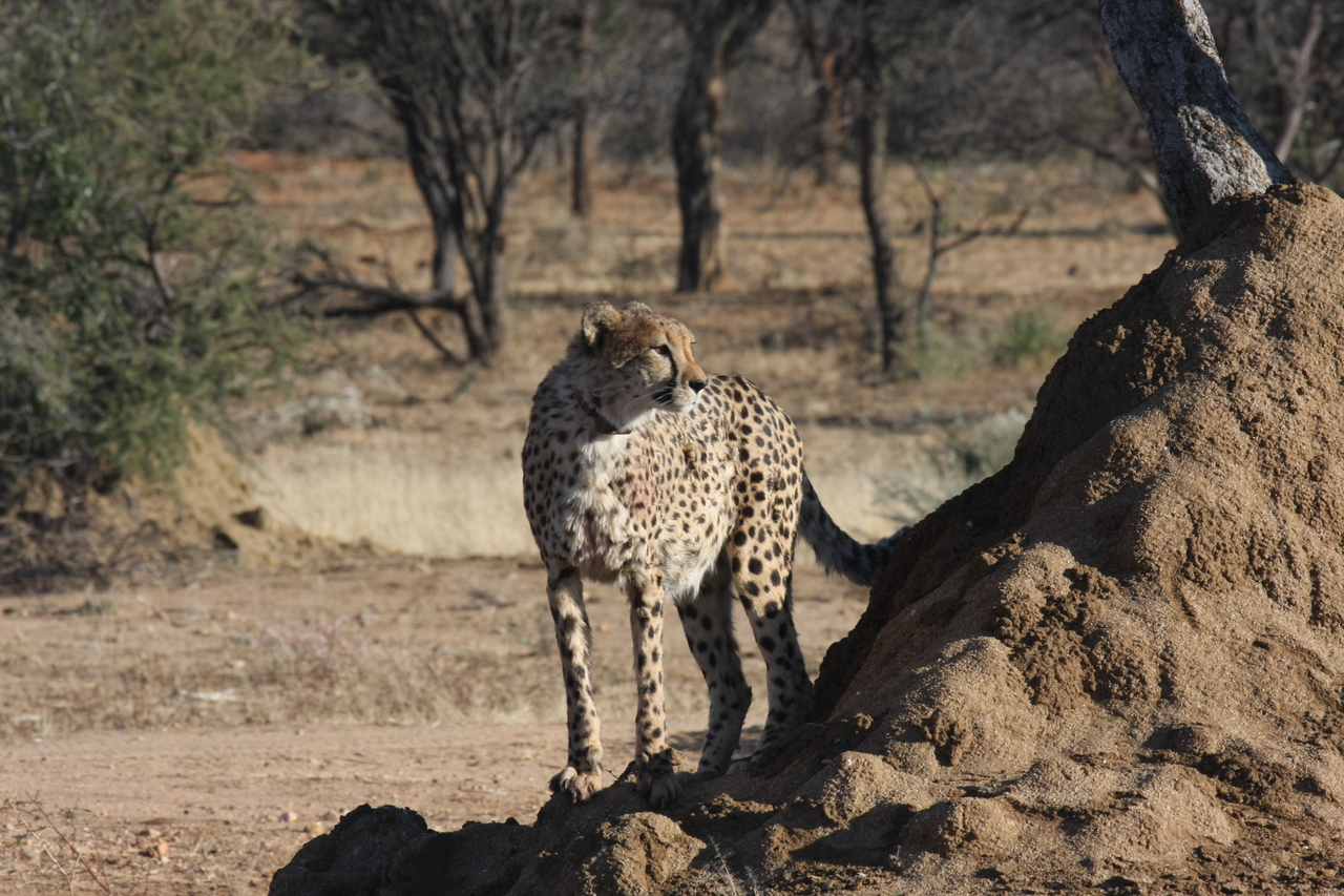[1093] 2016_06_22_02_54_26_Africa_Canon_EOS_40D_IMG__00179.jpg