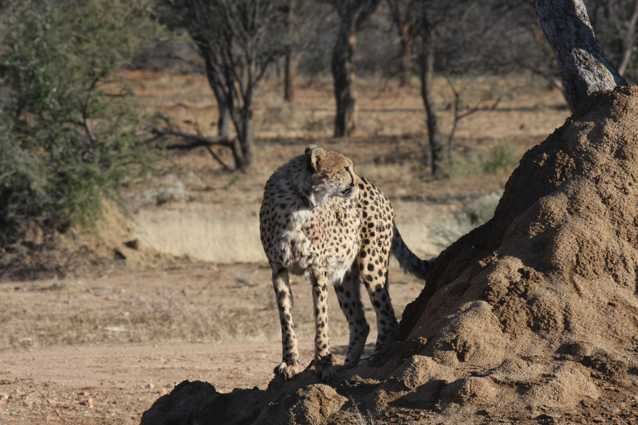 [1097] 2016_06_22_02_54_26_Africa_Canon_EOS_40D_IMG__00199.jpg
