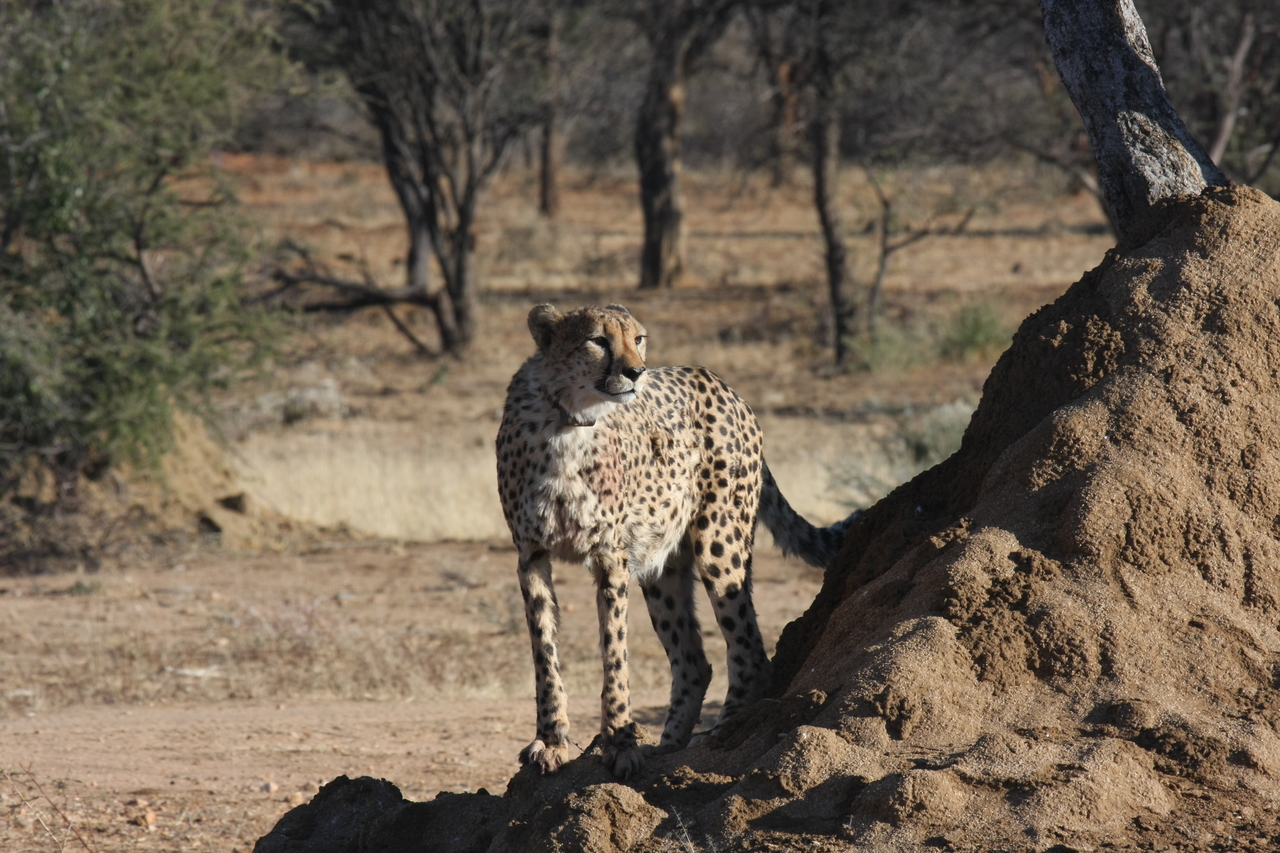 [1098] 2016_06_22_02_54_26_Africa_Canon_EOS_40D_IMG__07644.jpg
