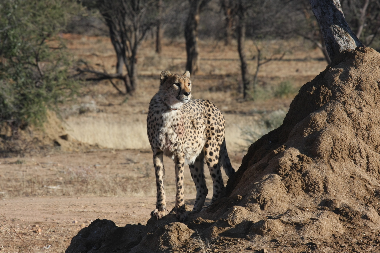 [1122] 2016_06_22_02_54_49_Africa_Canon_EOS_40D_IMG__00207.jpg