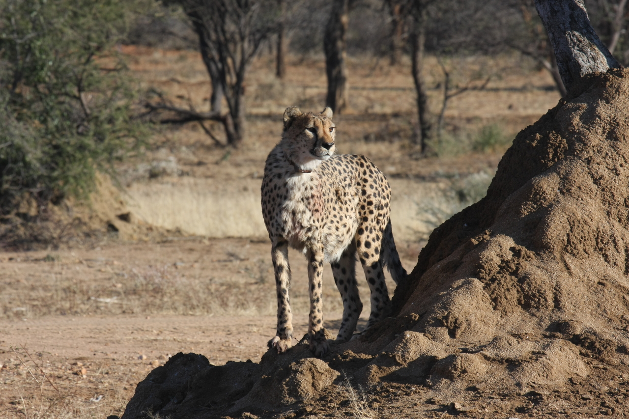 [1123] 2016_06_22_02_54_49_Africa_Canon_EOS_40D_IMG__07653.jpg