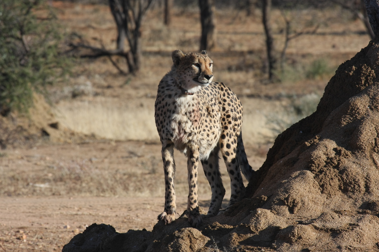 [1159] 2016_06_22_02_55_18_Africa_Canon_EOS_40D_IMG__07665.jpg