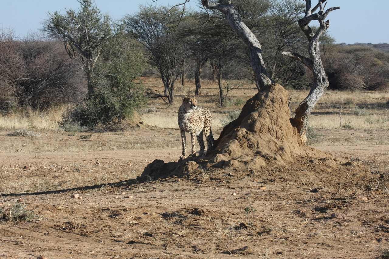 [1171] 2016_06_22_02_55_39_Africa_Canon_EOS_40D_IMG__00222.jpg