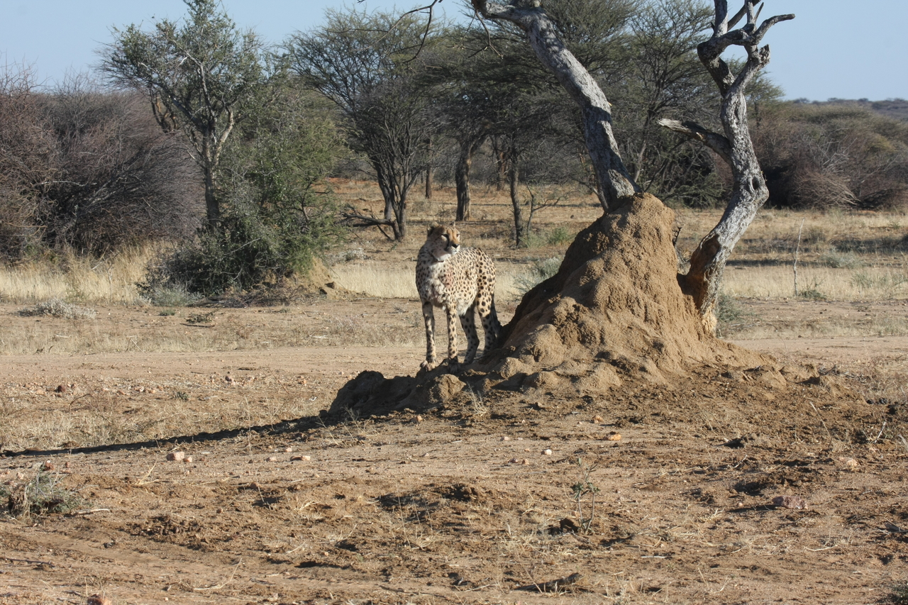 [1172] 2016_06_22_02_55_39_Africa_Canon_EOS_40D_IMG__07668.jpg