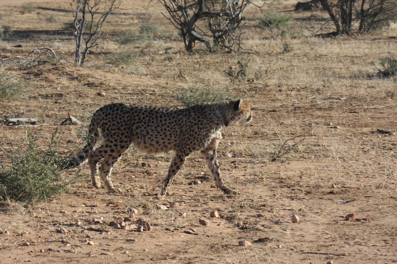 [1217] 2016_06_22_02_56_09_Africa_Canon_EOS_40D_IMG__07677.jpg