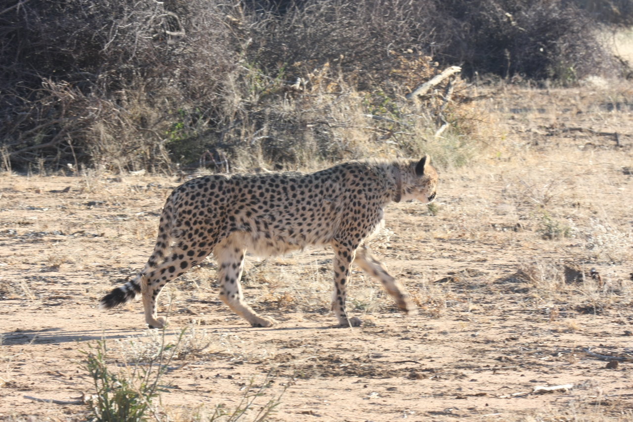 [1236] 2016_06_22_02_56_23_Africa_Canon_EOS_40D_IMG__07684.jpg