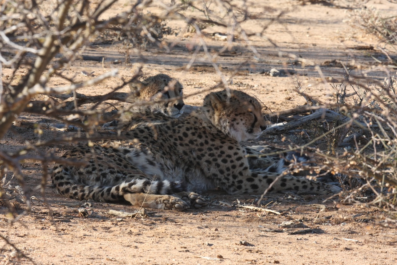 [1295] 2016_06_22_03_01_06_Africa_Canon_EOS_40D_IMG__00255.jpg