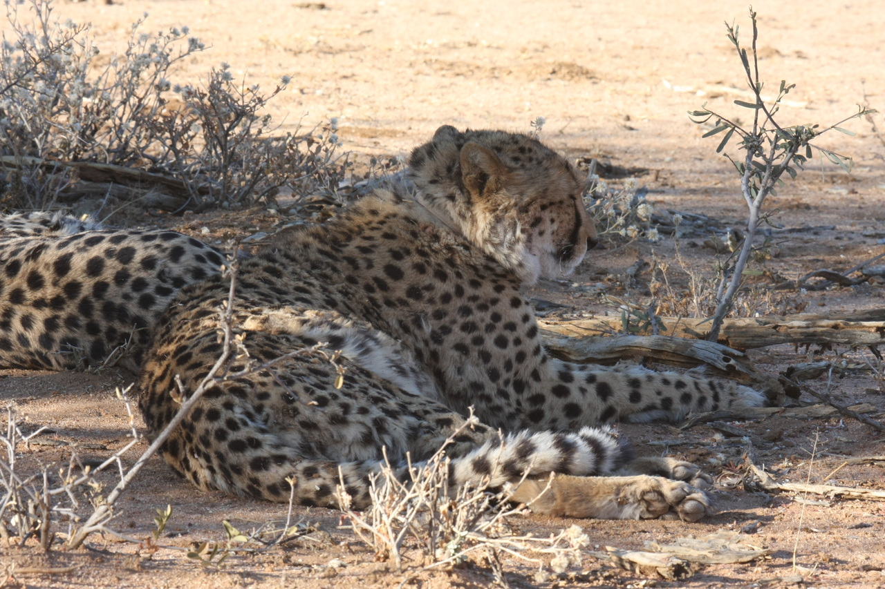 [1306] 2016_06_22_03_01_38_Africa_Canon_EOS_40D_IMG__07704.jpg