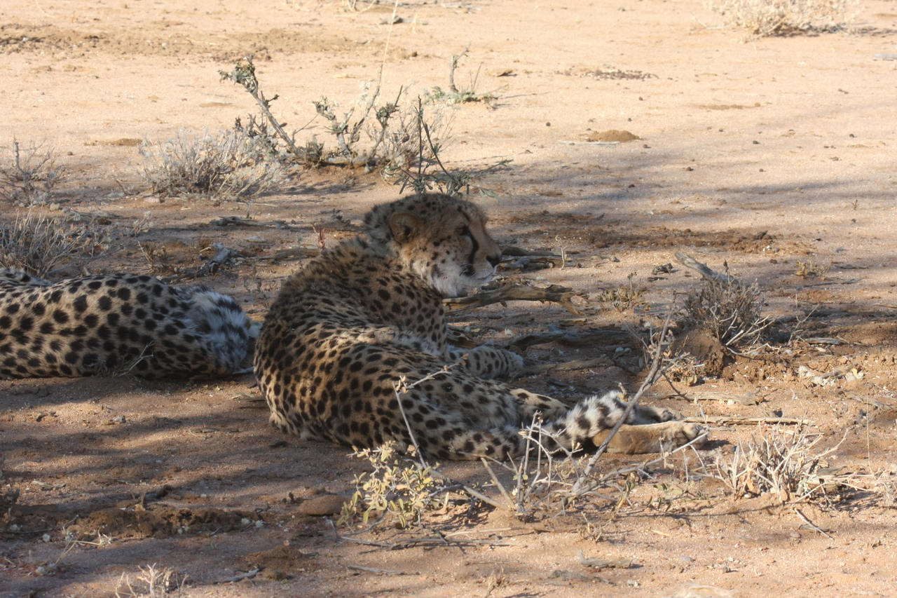 [1315] 2016_06_22_03_02_23_Africa_Canon_EOS_40D_IMG__07707.jpg