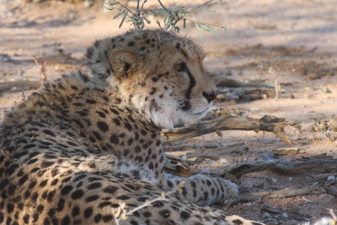 [1317] 2016_06_22_03_02_30_Africa_Canon_EOS_40D_IMG__00243.jpg