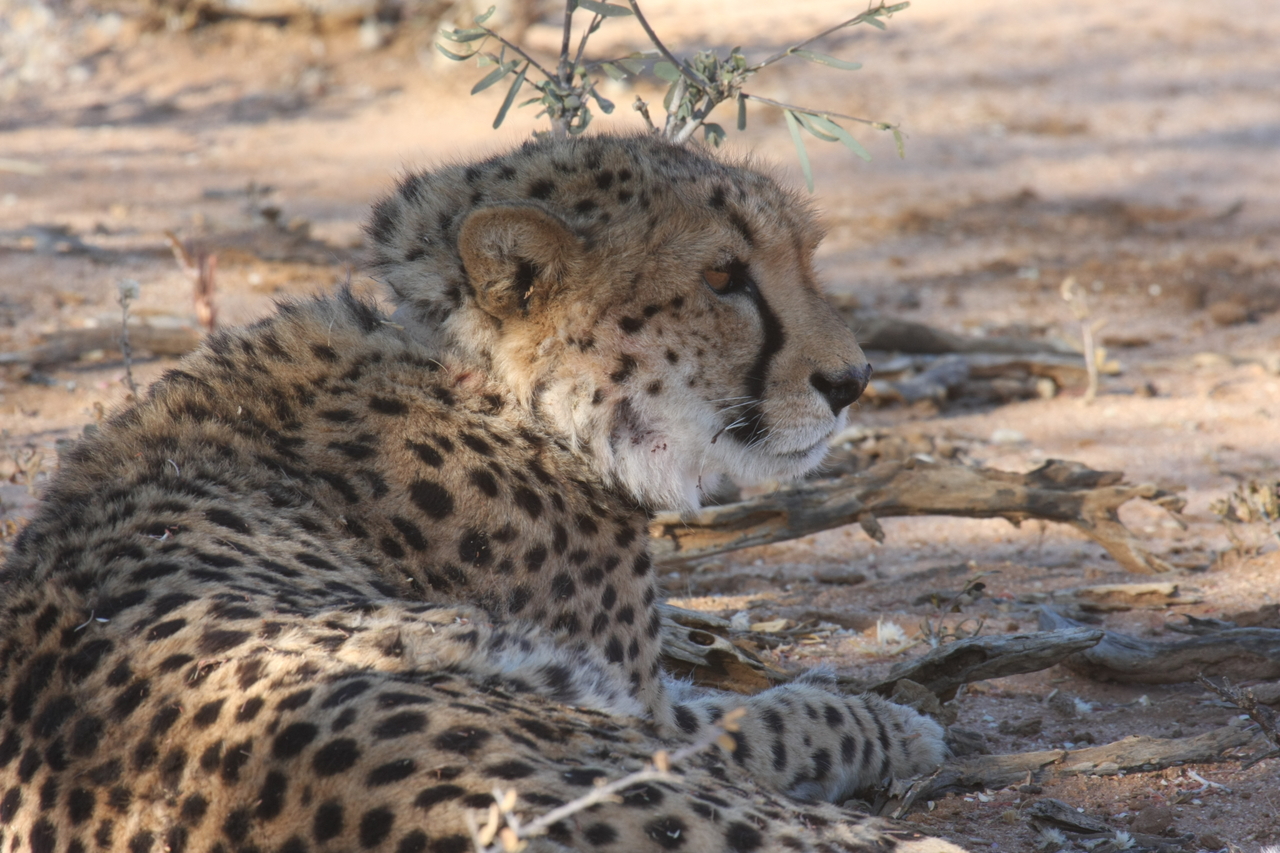 [1322] 2016_06_22_03_02_31_Africa_Canon_EOS_40D_IMG__00244.jpg