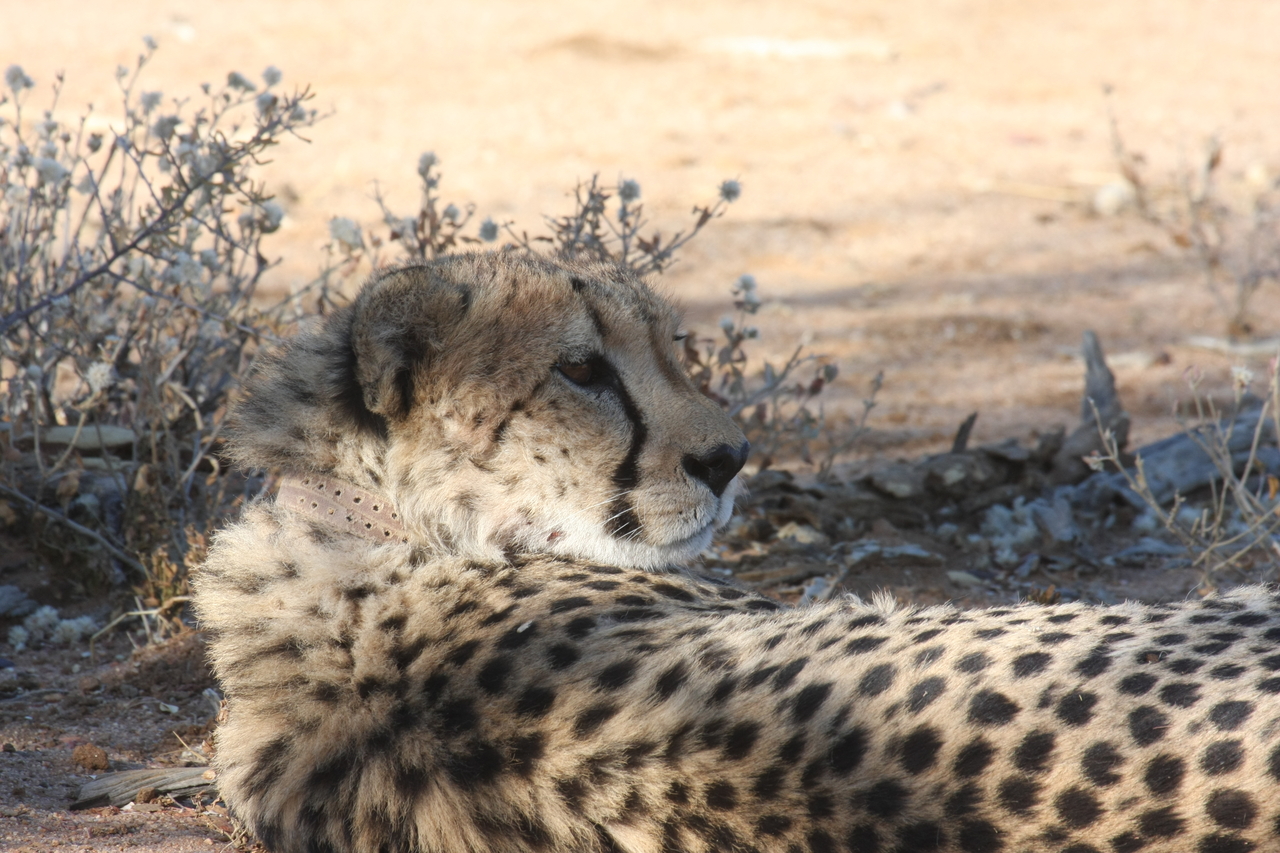 [1337] 2016_06_22_03_02_46_Africa_Canon_EOS_40D_IMG__07713.jpg