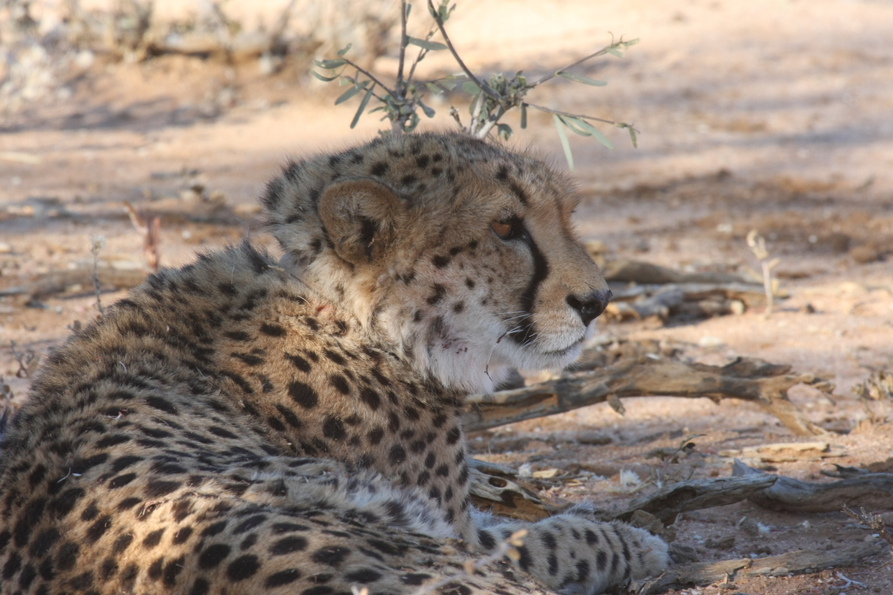 [1358] 2016_06_22_03_03_30_Africa_Canon_EOS_40D_IMG__00256.jpg