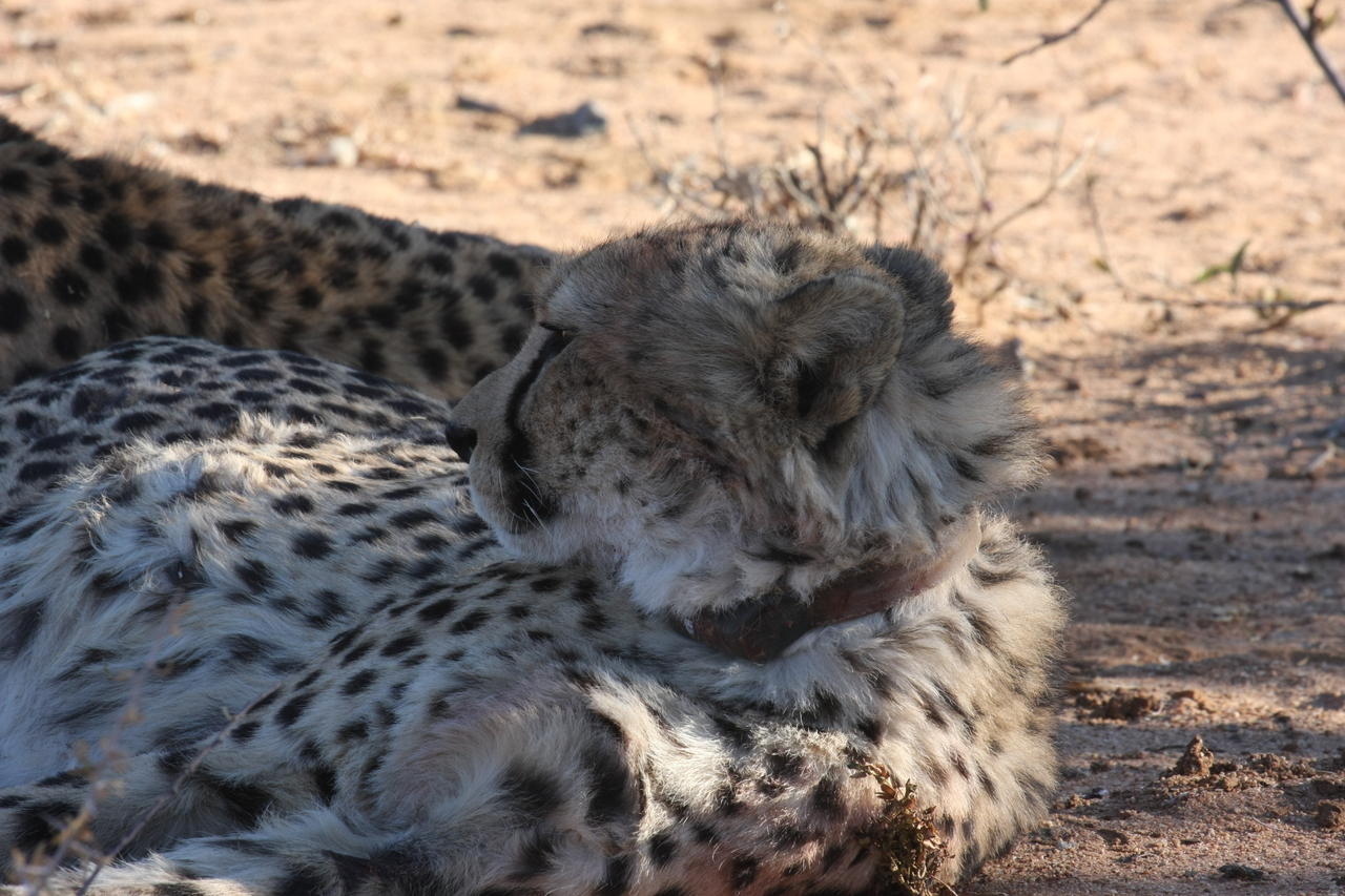 [1363] 2016_06_22_03_04_24_Africa_Canon_EOS_40D_IMG__00259.jpg