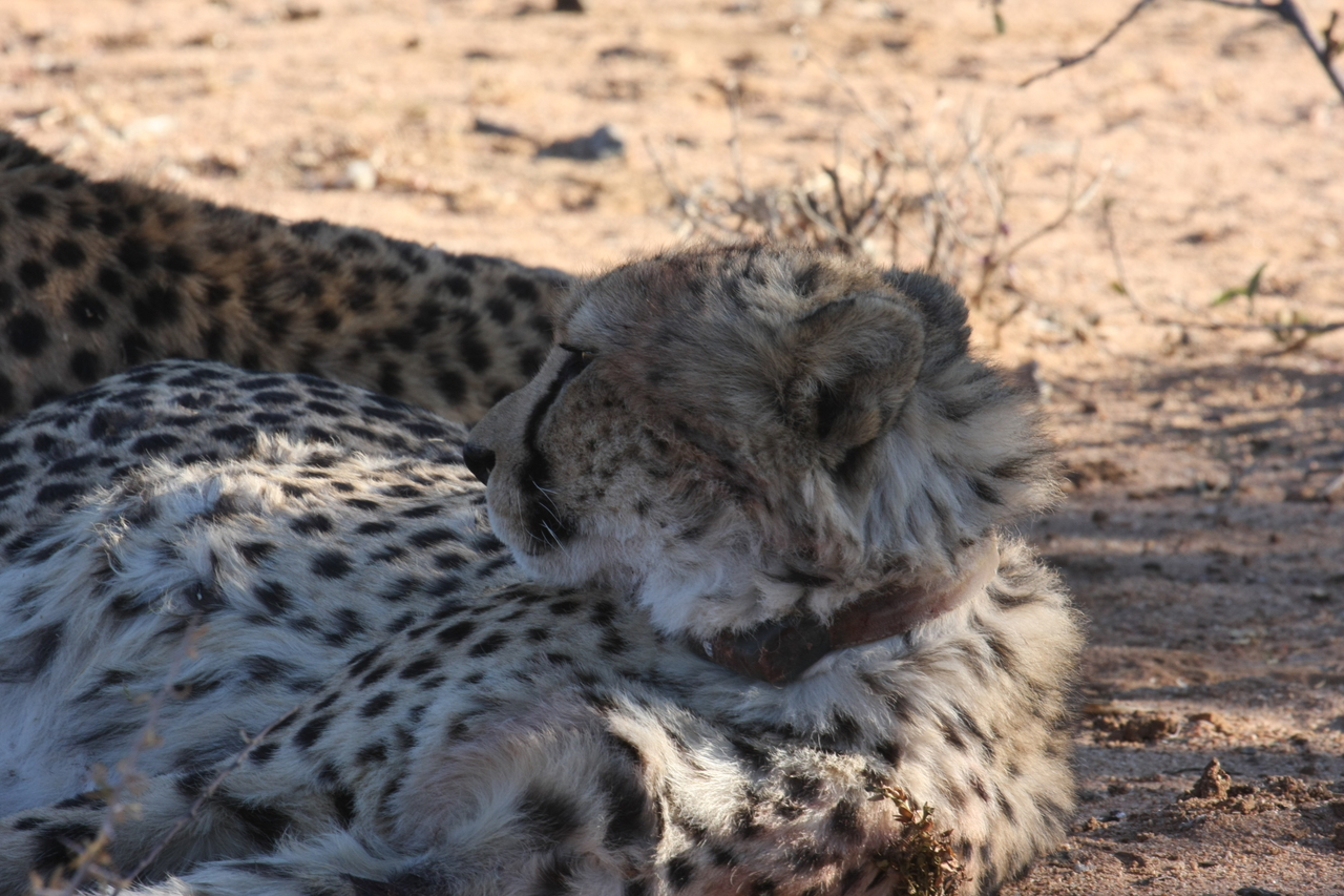 [1367] 2016_06_22_03_04_24_Africa_Canon_EOS_40D_IMG__07723.jpg