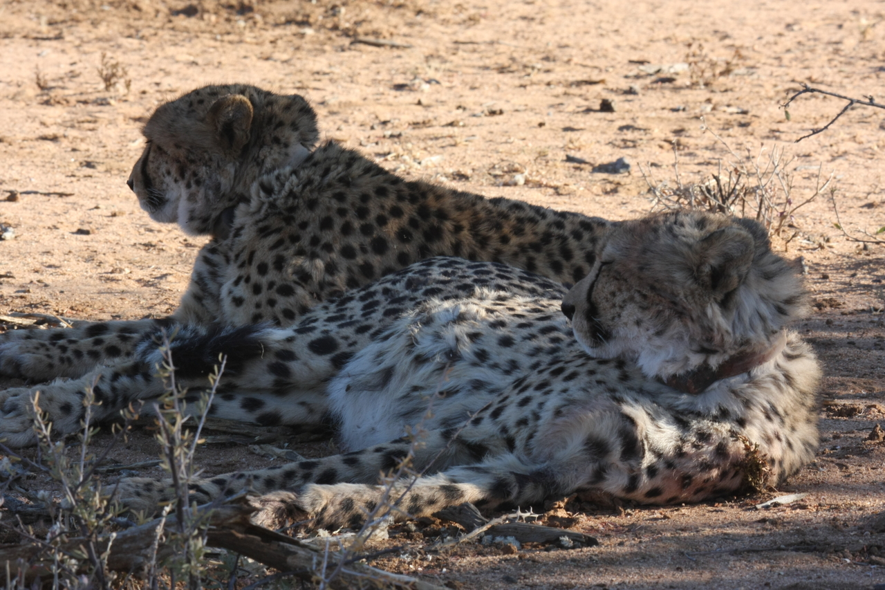 [1375] 2016_06_22_03_04_31_Africa_Canon_EOS_40D_IMG__07727.jpg