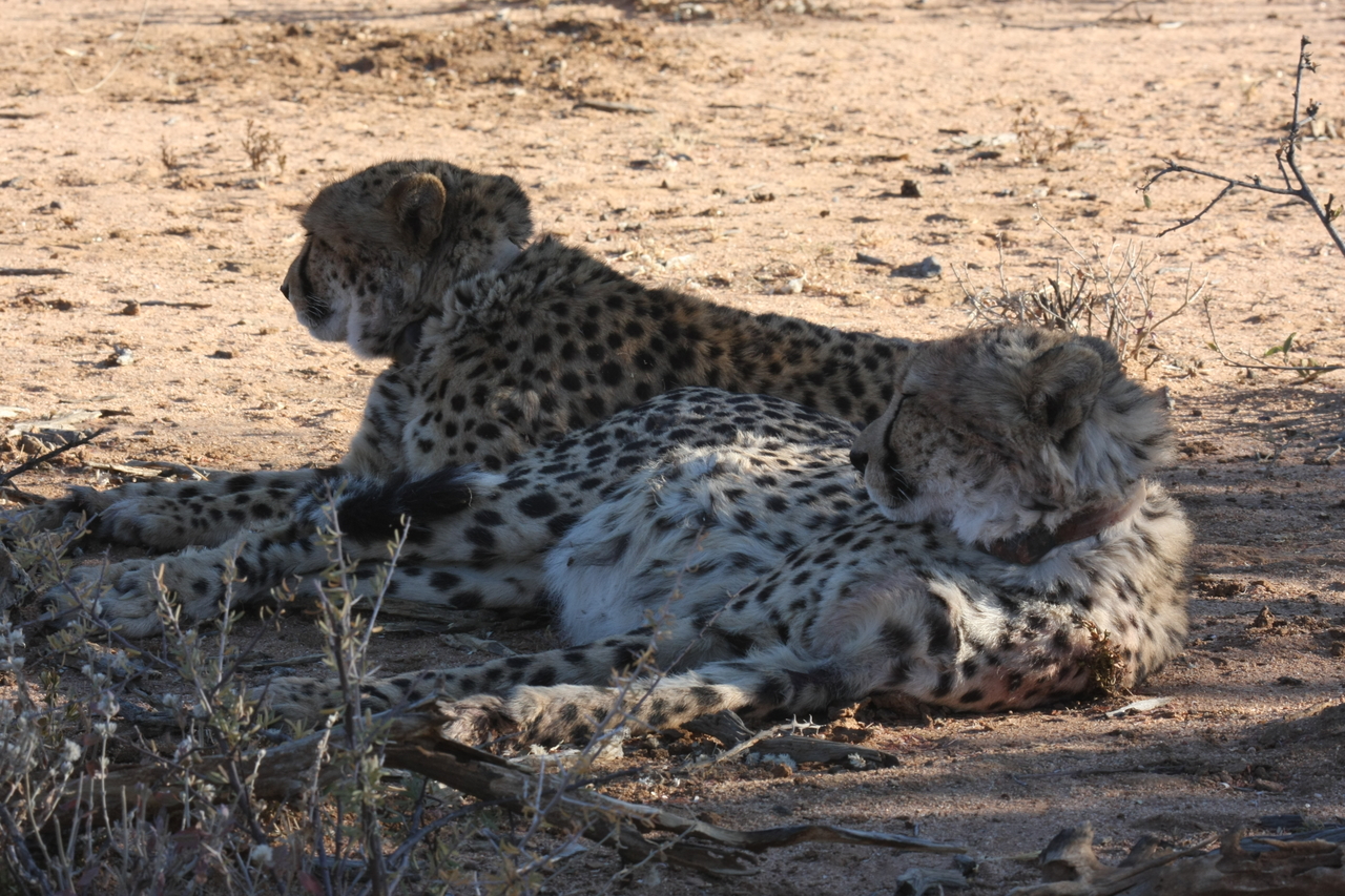 [1376] 2016_06_22_03_04_34_Africa_Canon_EOS_40D_IMG__00262.jpg