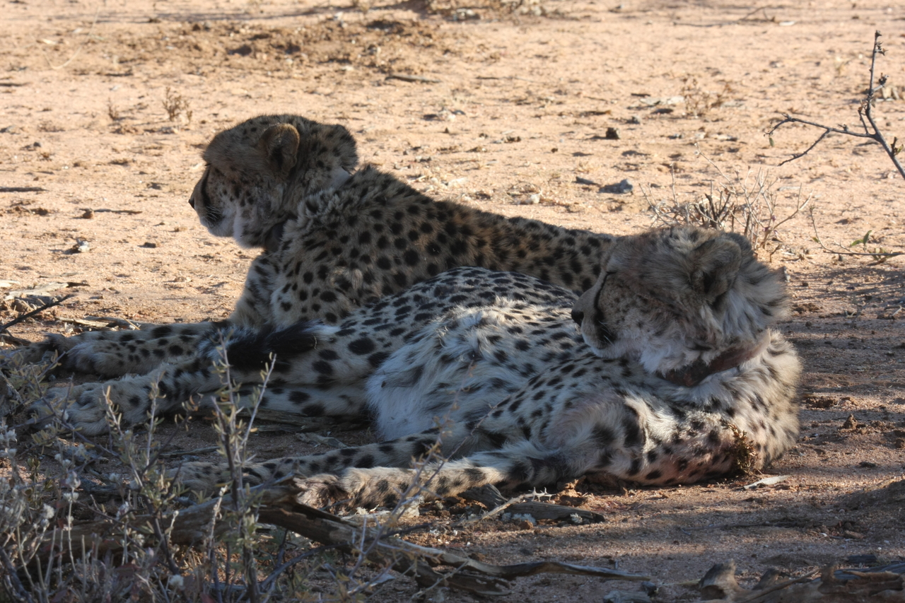 [1379] 2016_06_22_03_04_34_Africa_Canon_EOS_40D_IMG__00282.jpg