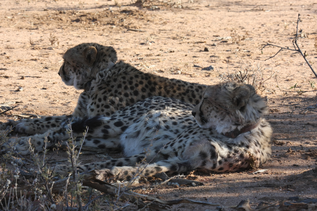 [1383] 2016_06_22_03_04_37_Africa_Canon_EOS_40D_IMG__00283.jpg