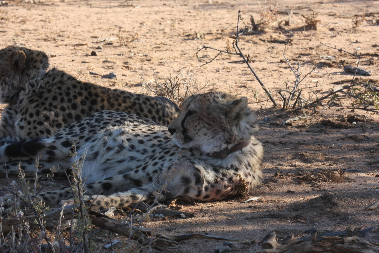 [1385] 2016_06_22_03_05_05_Africa_Canon_EOS_40D_IMG__00265.jpg