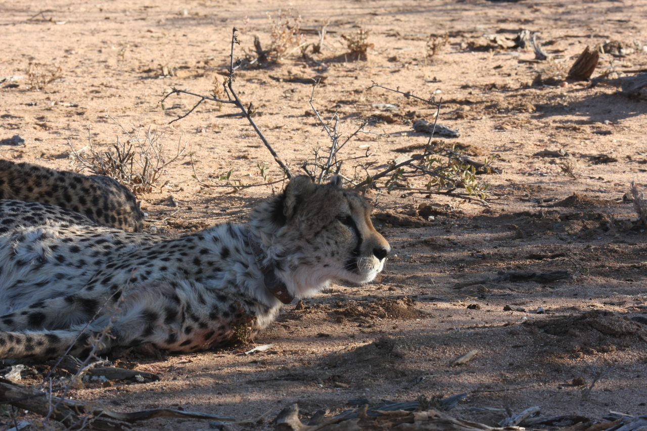 [1390] 2016_06_22_03_05_10_Africa_Canon_EOS_40D_IMG__00285.jpg