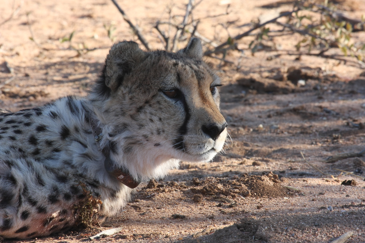 [1416] 2016_06_22_03_05_22_Africa_Canon_EOS_40D_IMG__00294.jpg