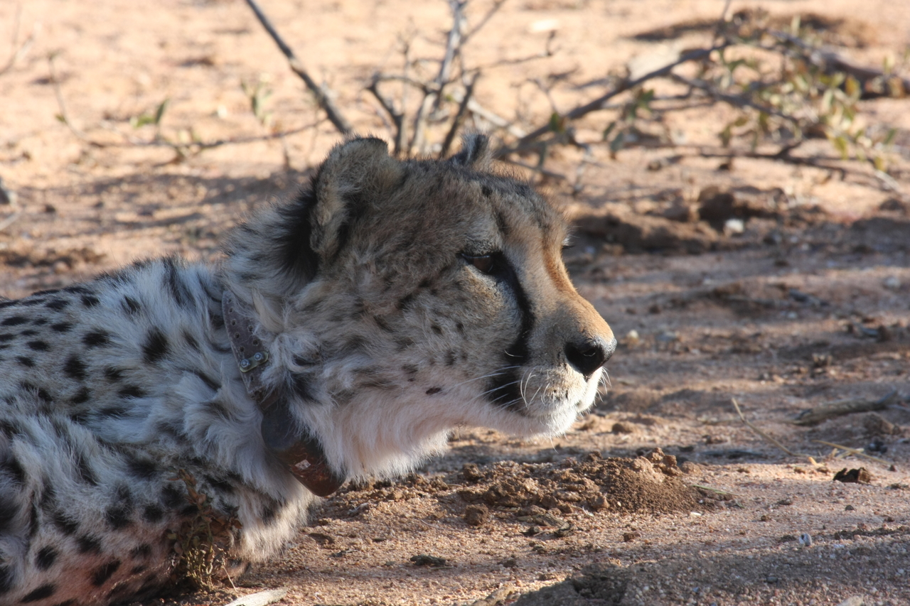 [1423] 2016_06_22_03_05_26_Africa_Canon_EOS_40D_IMG__07743.jpg