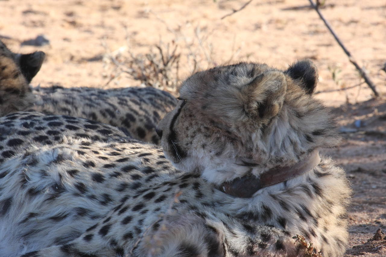 [1424] 2016_06_22_03_05_46_Africa_Canon_EOS_40D_IMG__00278.jpg