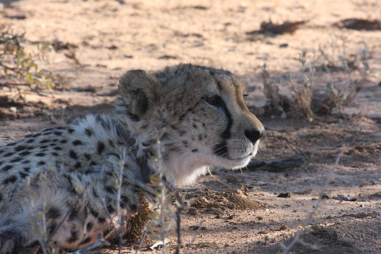 [1428] 2016_06_22_03_06_03_Africa_Canon_EOS_40D_IMG__00298.jpg