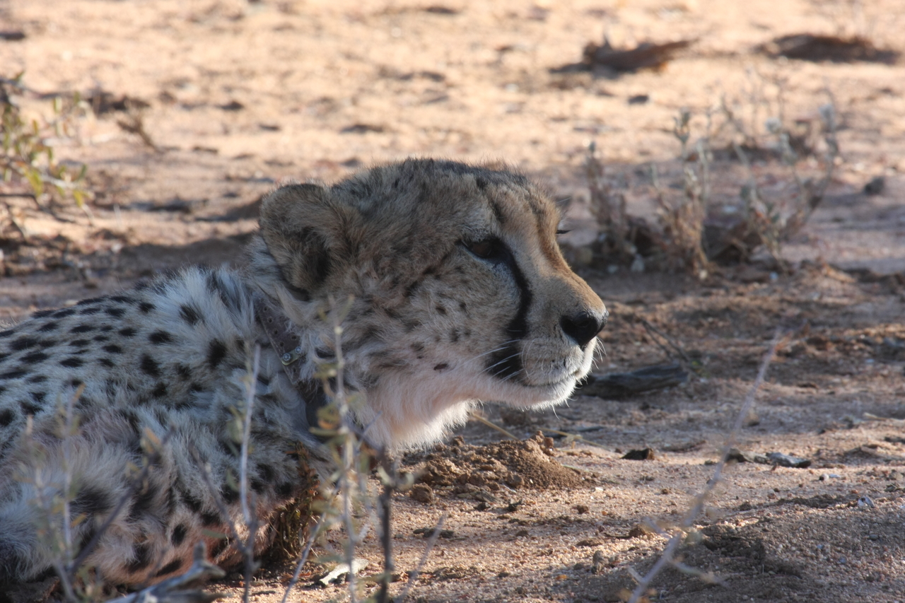 [1432] 2016_06_22_03_06_07_Africa_Canon_EOS_40D_IMG__07746.jpg