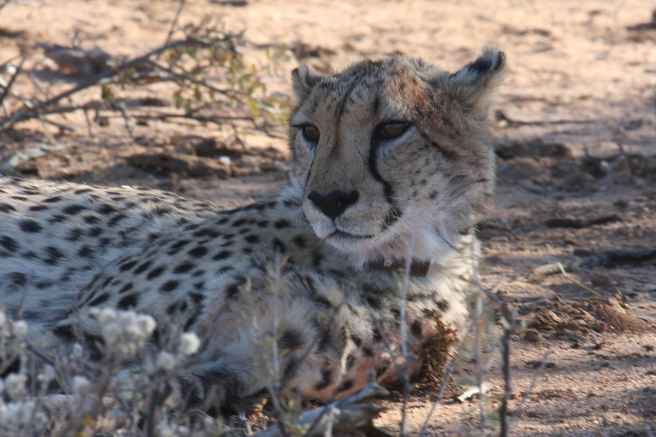 [1436] 2016_06_22_03_06_13_Africa_Canon_EOS_40D_IMG__00301.jpg