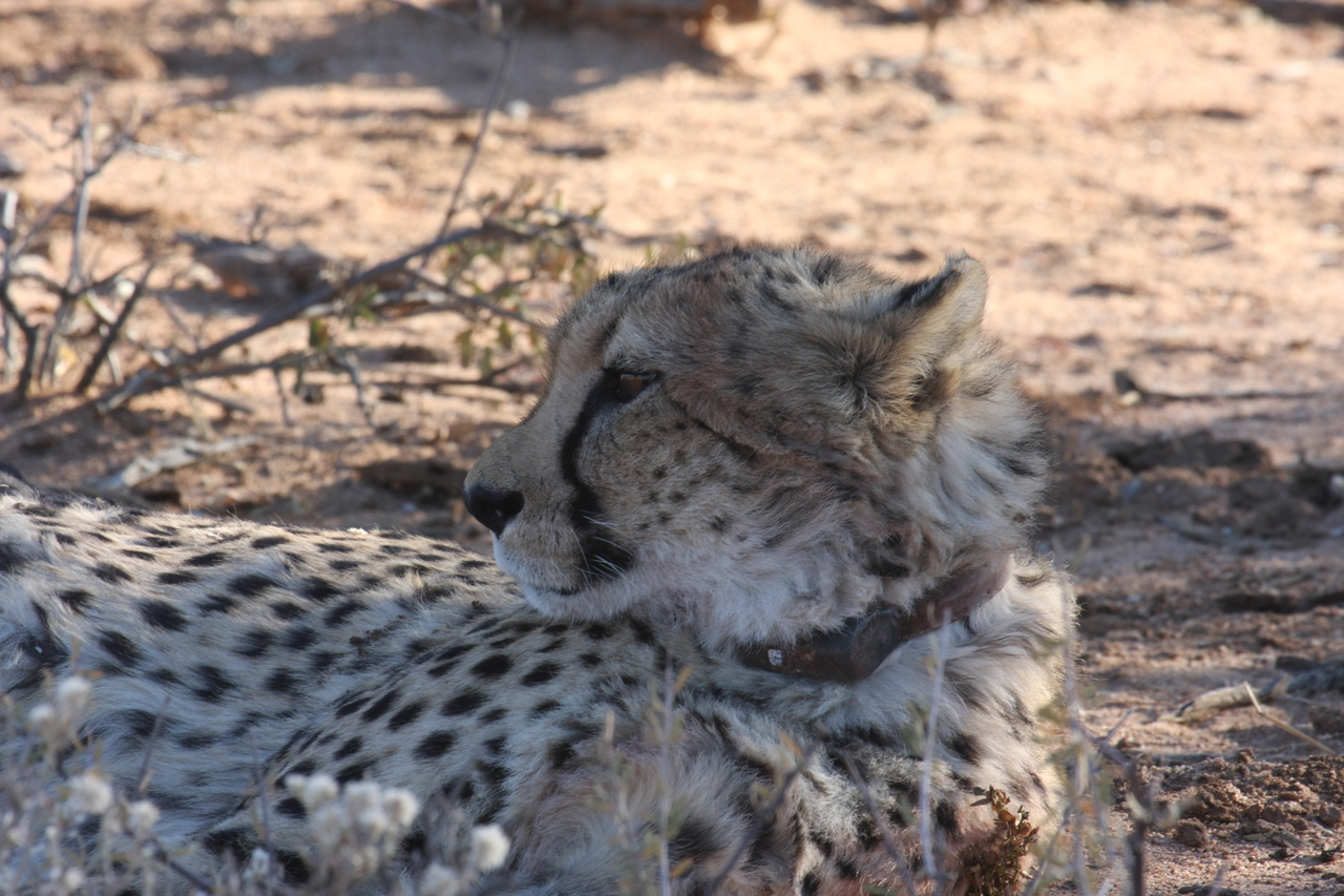 [1440] 2016_06_22_03_06_17_Africa_Canon_EOS_40D_IMG__00302.jpg