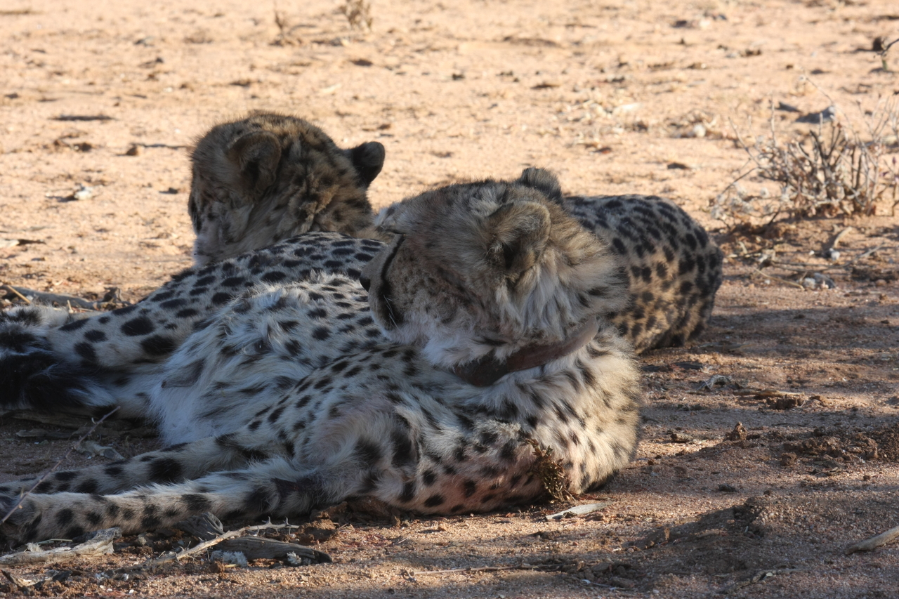 [1451] 2016_06_22_03_07_05_Africa_Canon_EOS_40D_IMG__00287.jpg