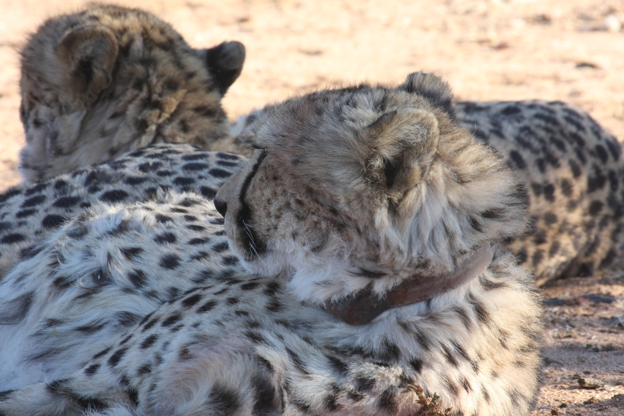 [1457] 2016_06_22_03_07_13_Africa_Canon_EOS_40D_IMG__00308.jpg