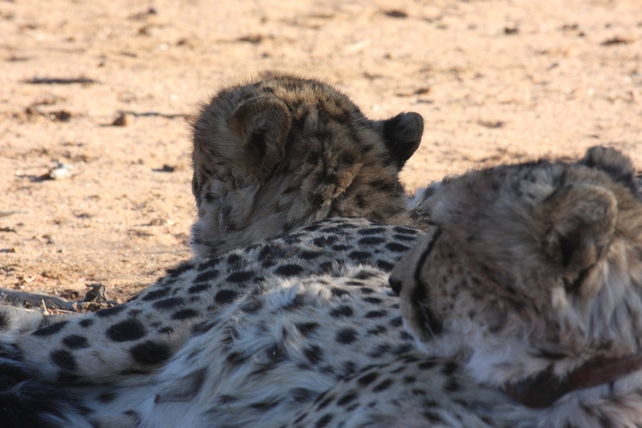 [1460] 2016_06_22_03_07_20_Africa_Canon_EOS_40D_IMG__00290.jpg