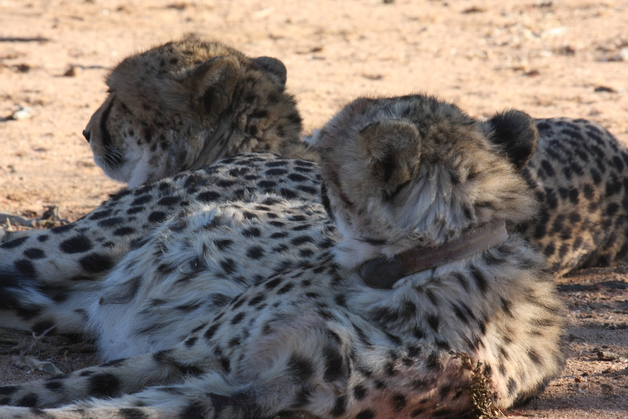 [1478] 2016_06_22_03_07_39_Africa_Canon_EOS_40D_IMG__00315.jpg