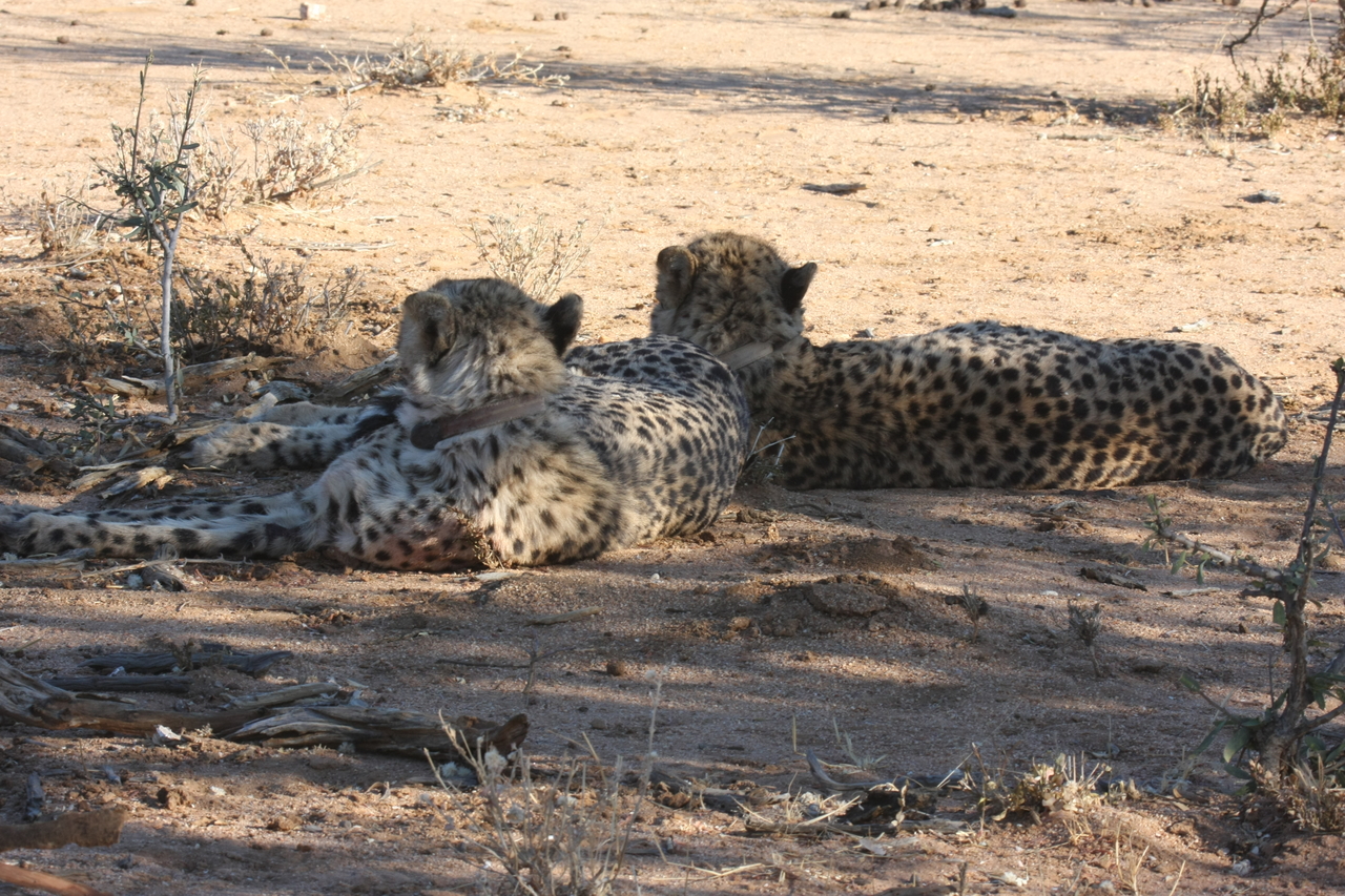 [1483] 2016_06_22_03_08_03_Africa_Canon_EOS_40D_IMG__07763.jpg