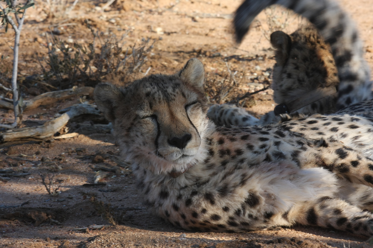 [1522] 2016_06_22_03_11_45_Africa_Canon_EOS_40D_IMG__07774.jpg