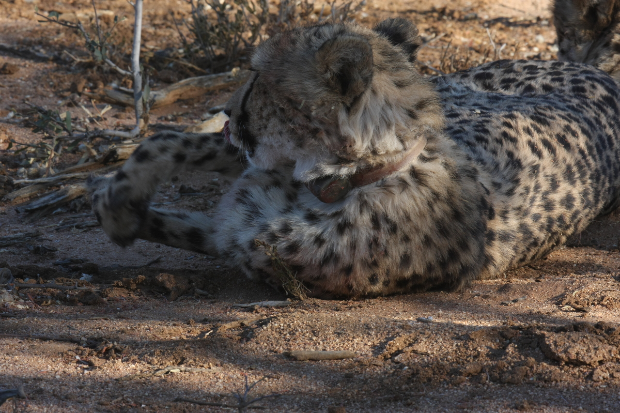 [1561] 2016_06_22_03_11_53_Africa_Canon_EOS_40D_IMG__07787.jpg