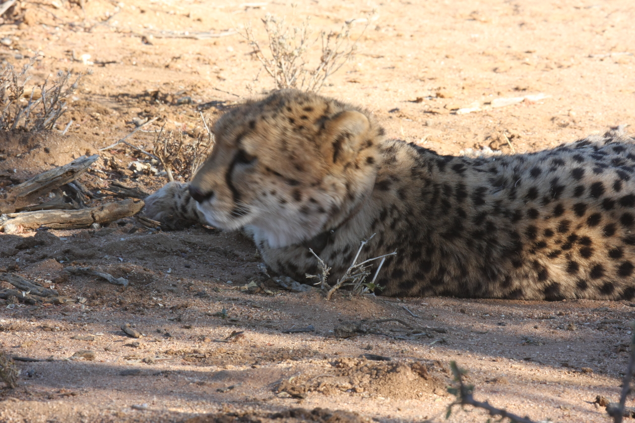 [1572] 2016_06_22_03_12_42_Africa_Canon_EOS_40D_IMG__07788.jpg