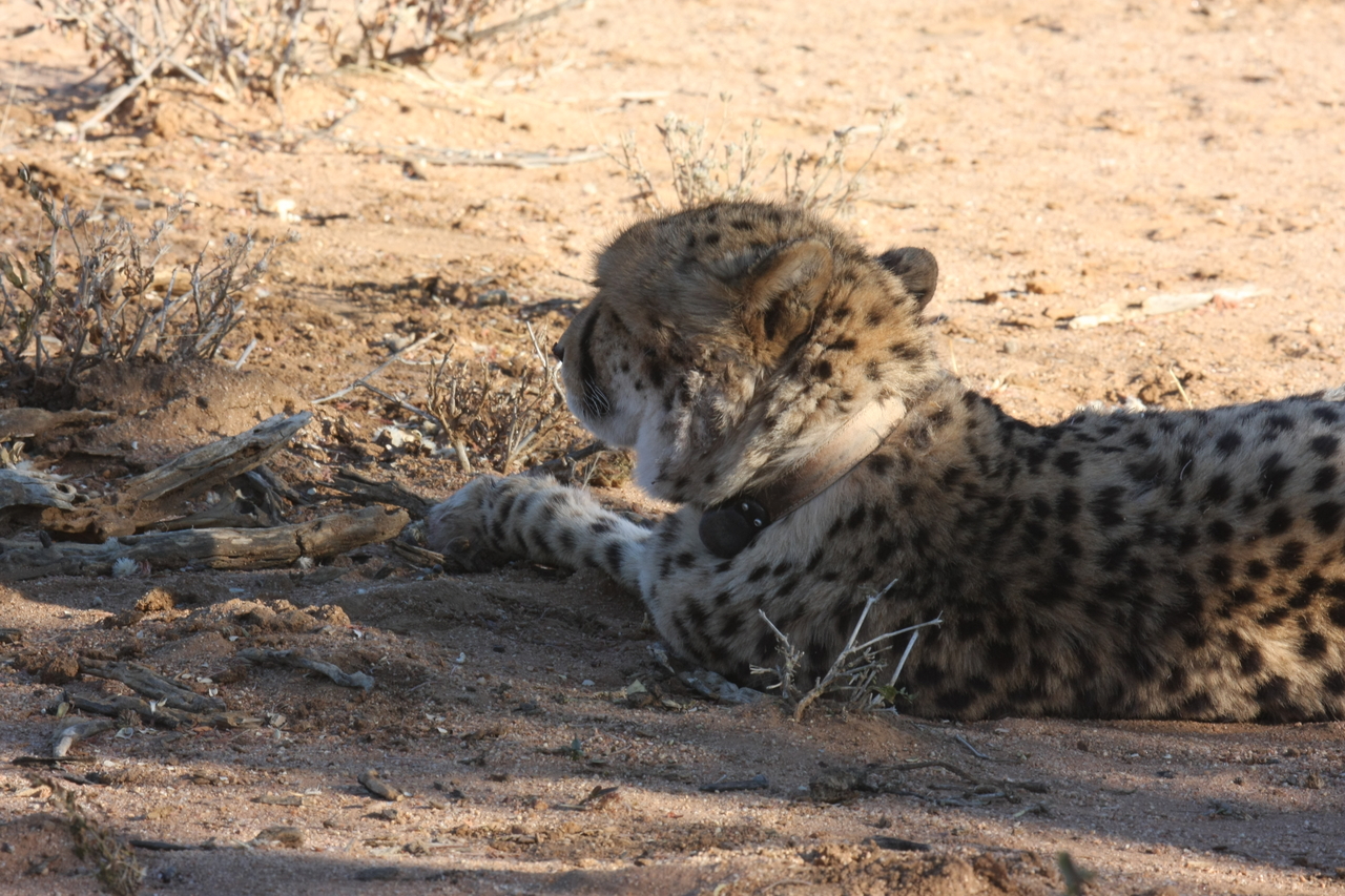 [1575] 2016_06_22_03_12_50_Africa_Canon_EOS_40D_IMG__00342.jpg