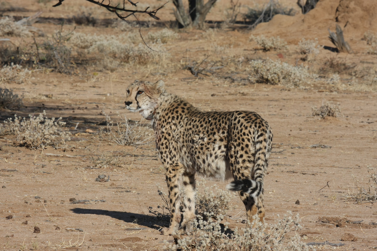 [1581] 2016_06_22_03_12_59_Africa_Canon_EOS_40D_IMG__00325.jpg